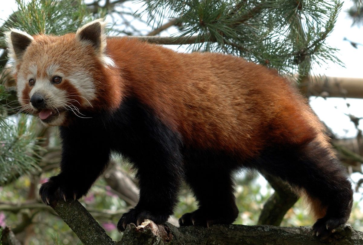 Panda Merah: Mamalia Unik yang Hampir Terlupakan