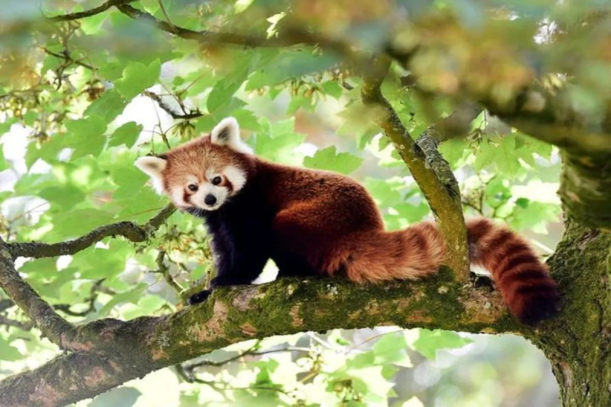 Fakta Menarik Panda Merah, Mamalia Kecil yang Menggemaskan