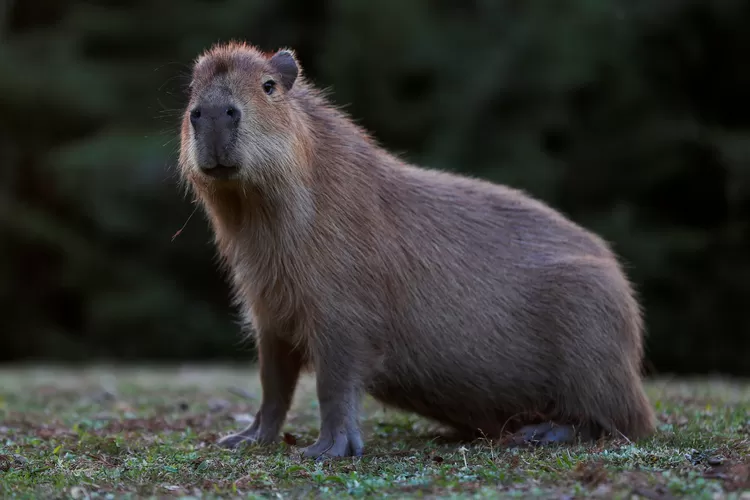 Fakta Unik Capybara, Hewan Sosial yang Ramah dengan Semua Makhluk